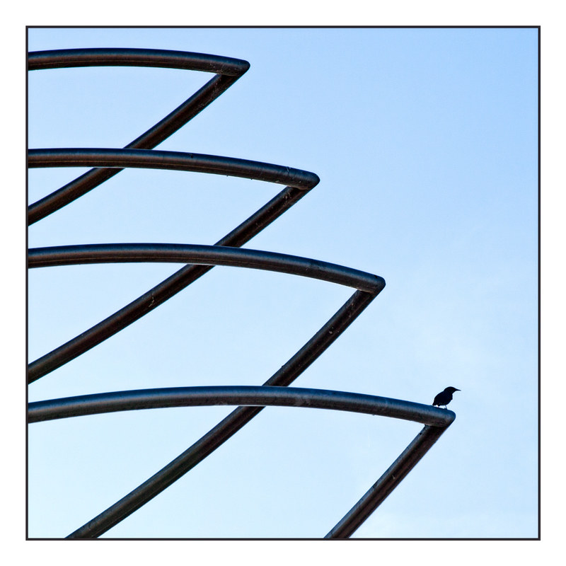 Birds perch