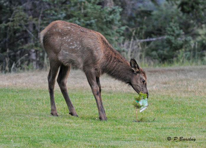 Elk (juv)