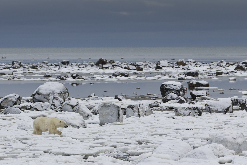 038-Polar Bear in the Landscape.jpg
