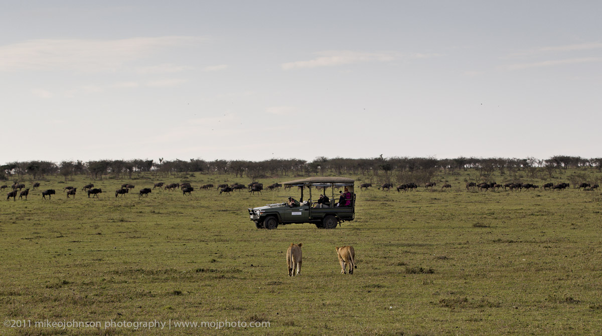029-Lions on the Plains.jpg