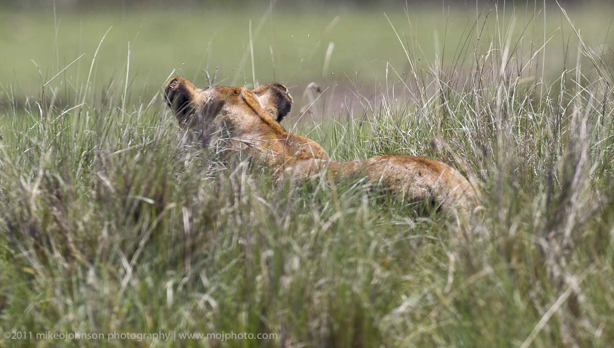 072-Lion Hunting.jpg
