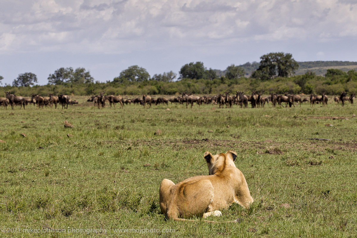 074-Lion Hunting.jpg