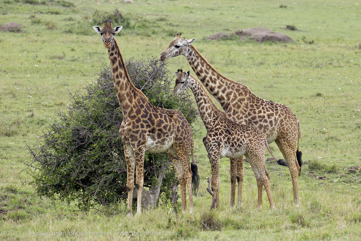 109-Three Giraffe.jpg