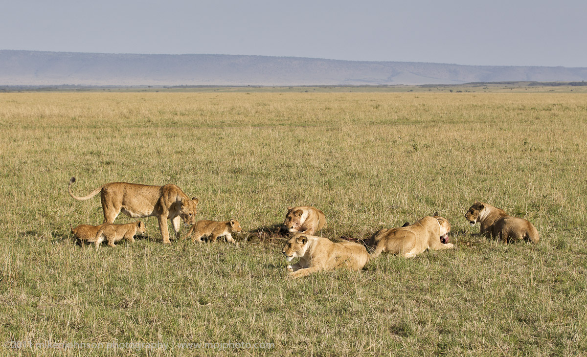 139-Teaching the Cubs.jpg