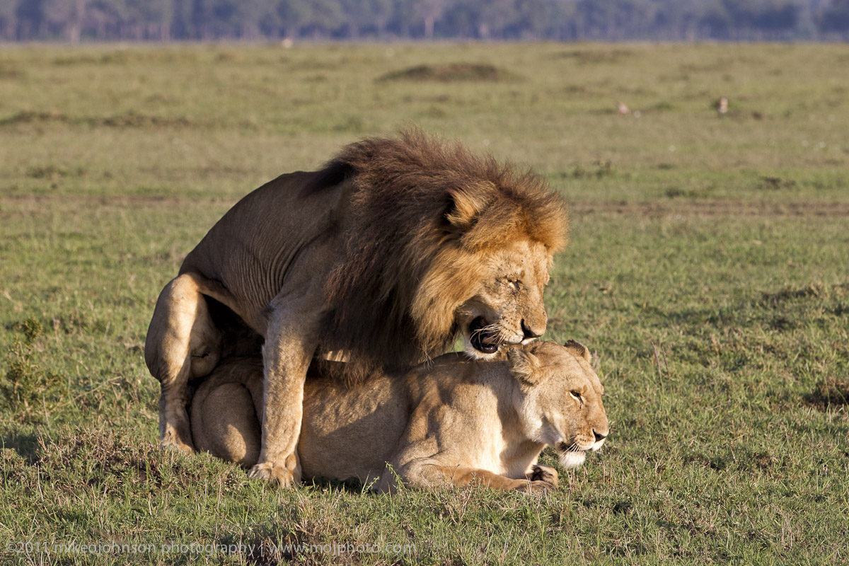 142-Lion Copulation.jpg