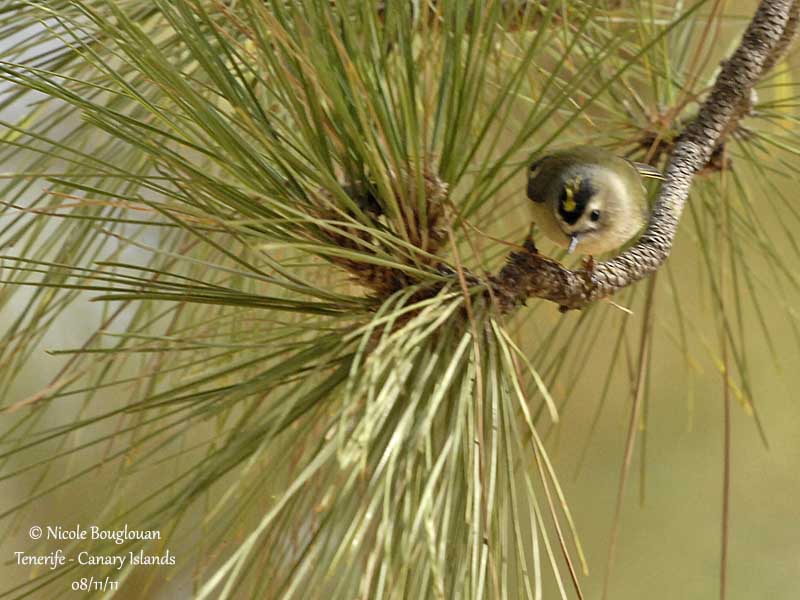 Canary Islands Kinglet