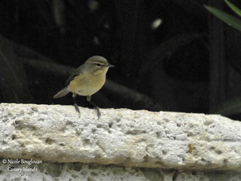 Canary Islands Chiffchaff