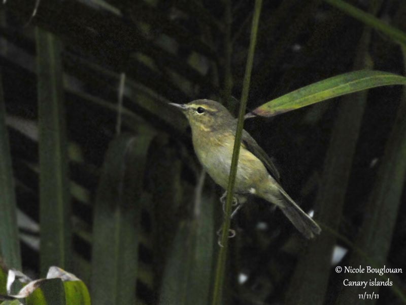 Canary Islands Chiffchaff