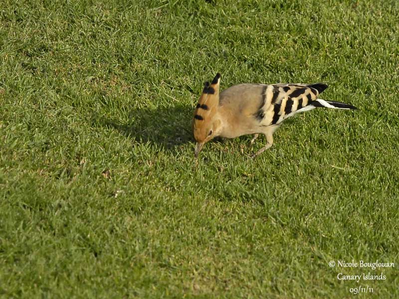 Hoopoe probing into the soil