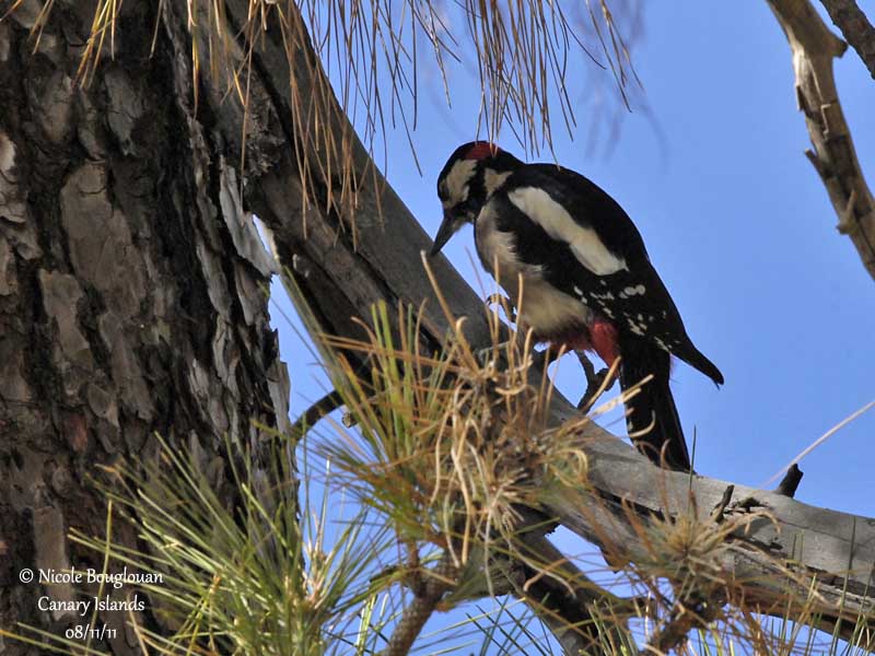 Teneriffas Great Spotted Woodpecker male