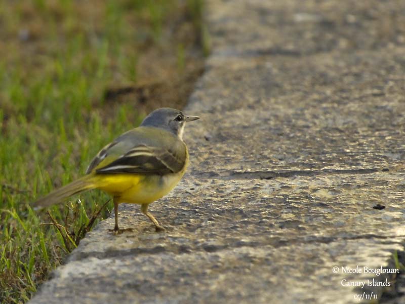 Grey Wagtail