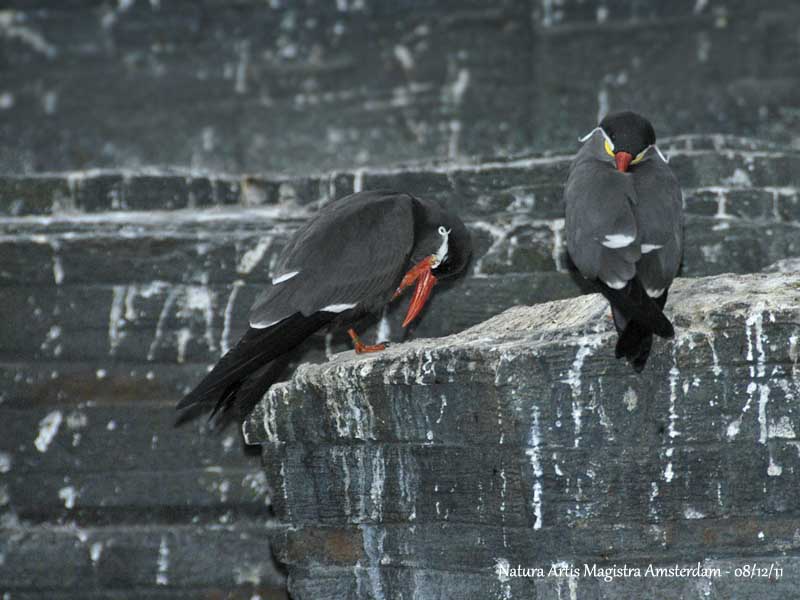 Inca Tern adults