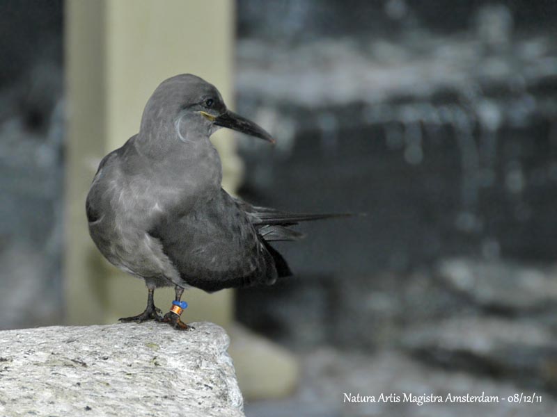 Inca Tern Juvenile