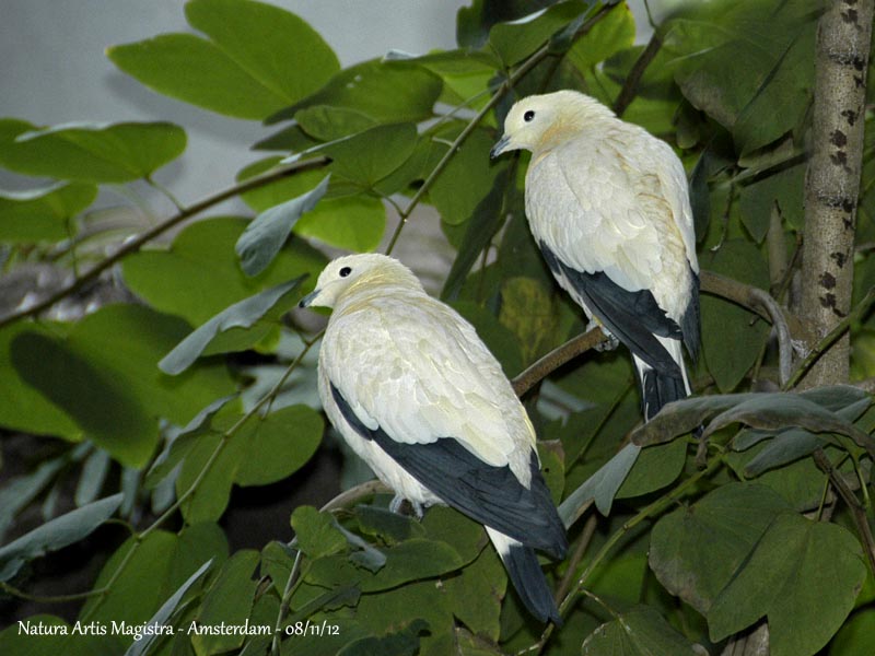 Yellowish Imperial Pigeon