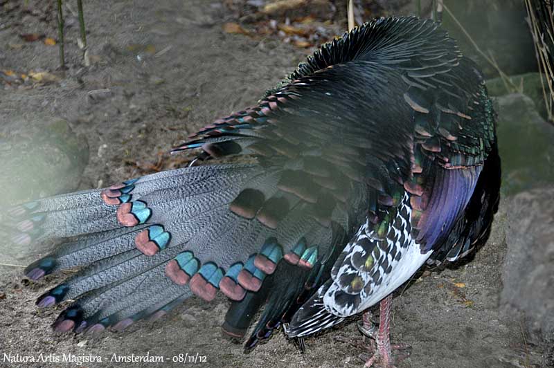 Ocellated Turkey - detail plumage