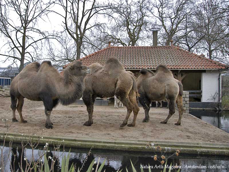 BACTRIAN CAMEL