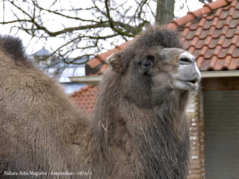 BACTRIAN CAMEL