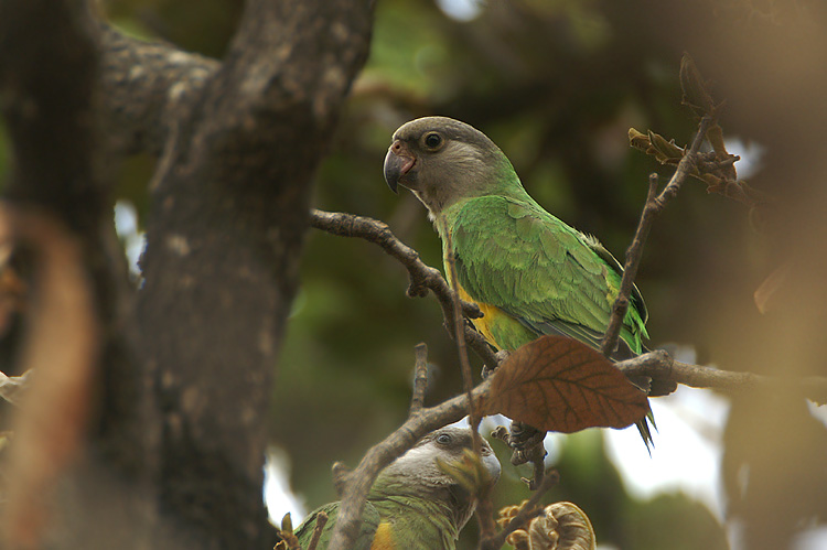 04156 - Senegal Parrot - Poicephalus senegalus