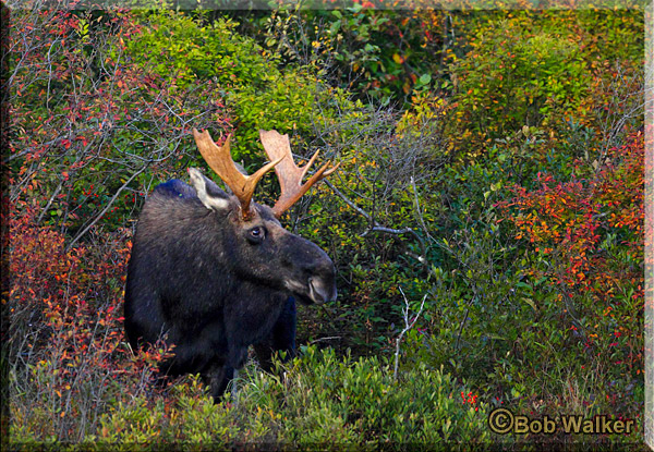 This Was A Young Bull Moose I Discovered Along The Shore Of Costello Lake