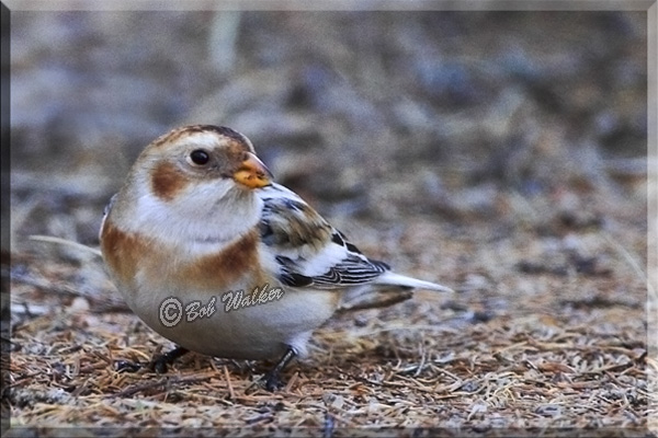 Snow Bunting (Plectrophenax nivalis)