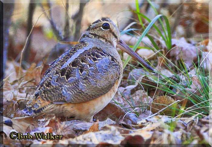 The Elusive American Woodcock