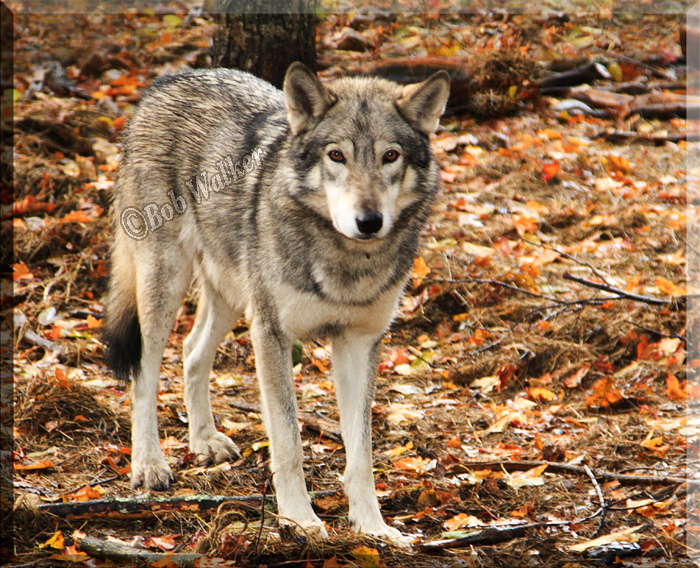 Grey Wolf