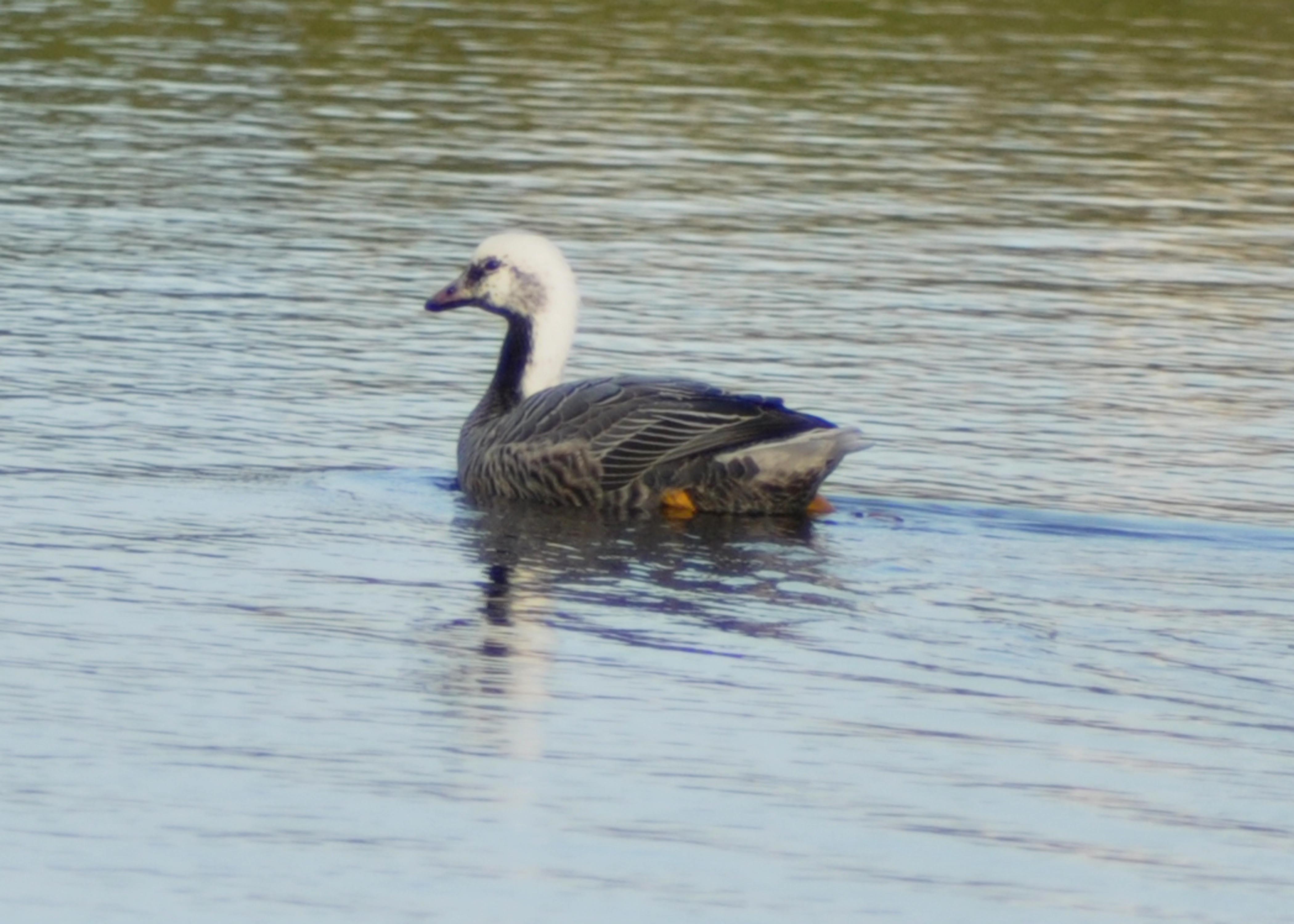 Emperor Goose