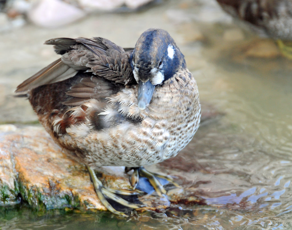 Duck, Harlequin (first year male) 10-28-2011