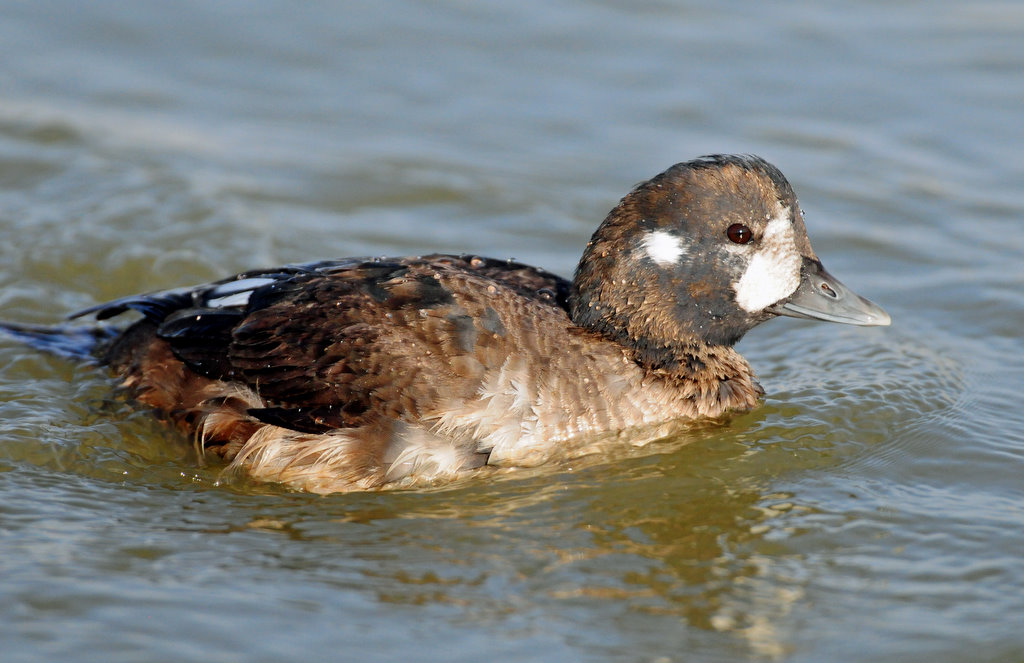 Duck, Harlequin (first year male) 10-28-2011