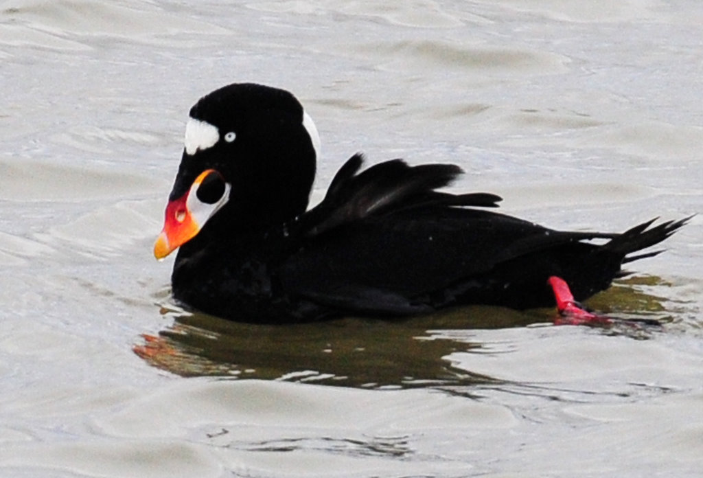 Scoter, Surf (male)