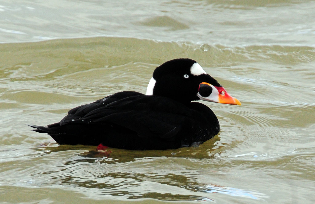 Scoter, Surf (Male--Breeding Plumage)