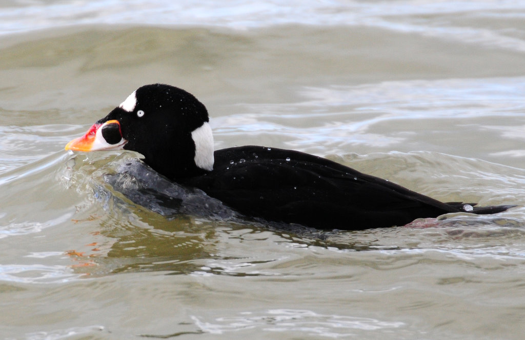 Scoter, Surf (Male--Breeding Plumage)