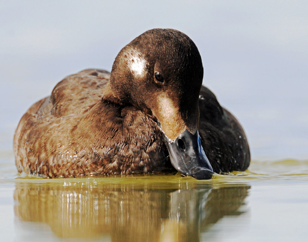 Scoter, White-winged