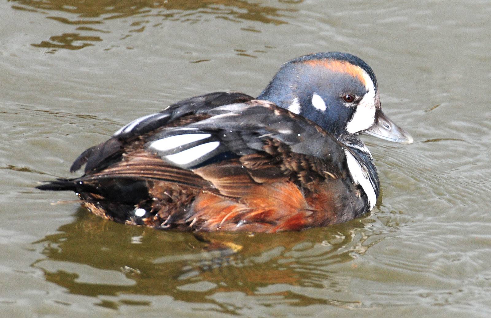 Duck, Harlequin 11-20-2011