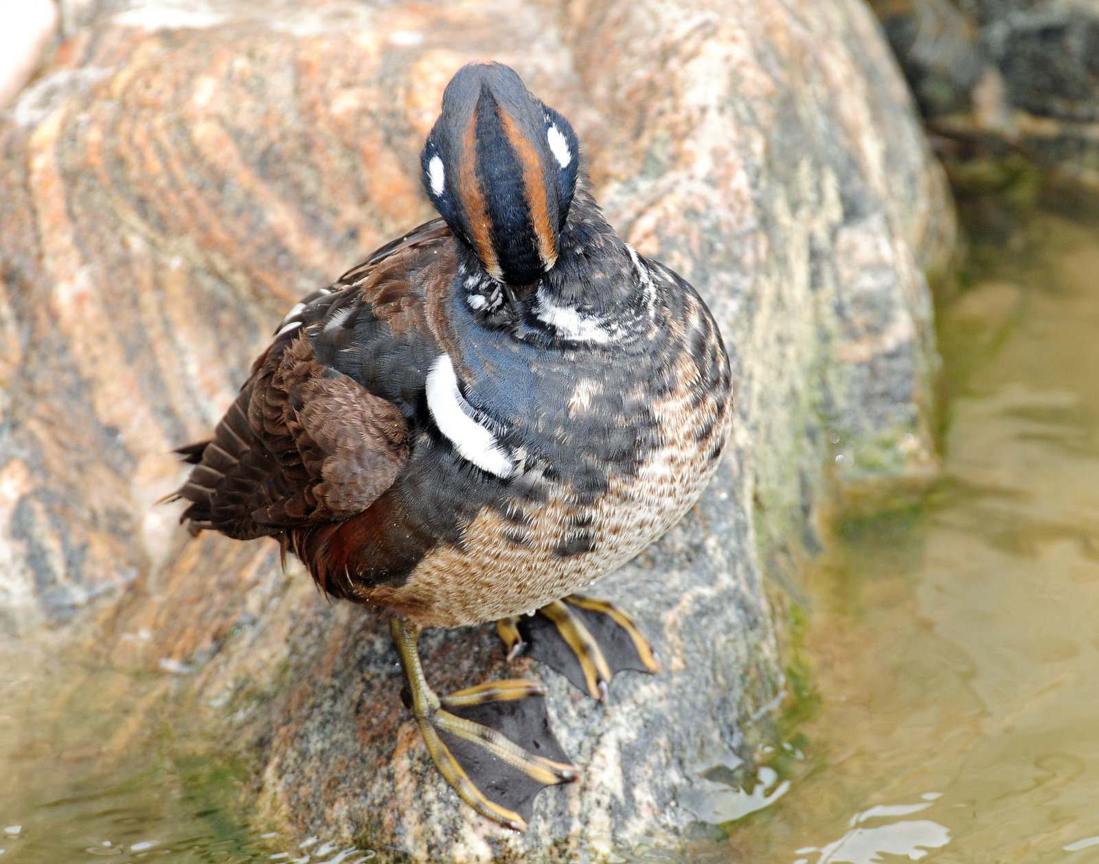 Duck, Harlequin 11-20-2011