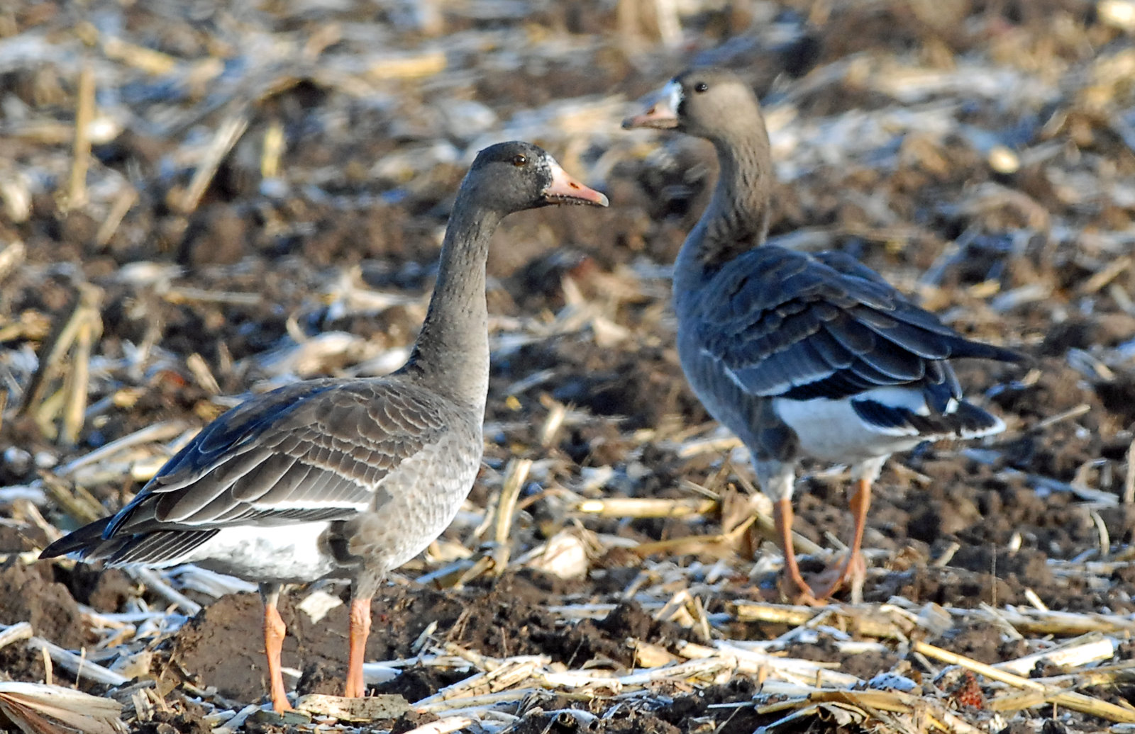 Geese, Greater White-fronted