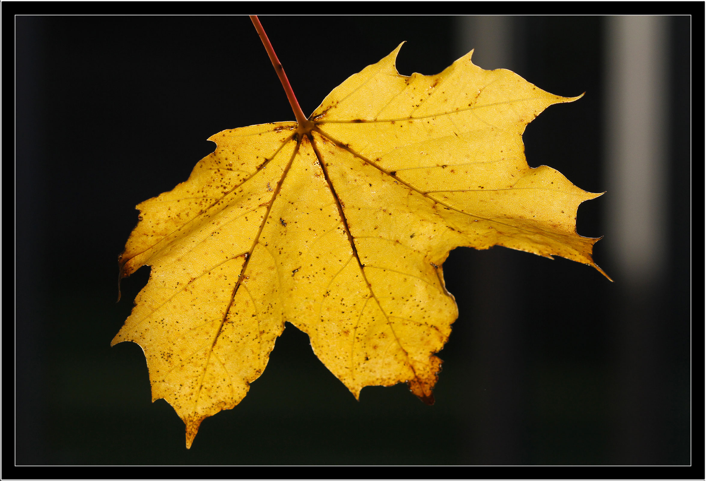 Golden leaf