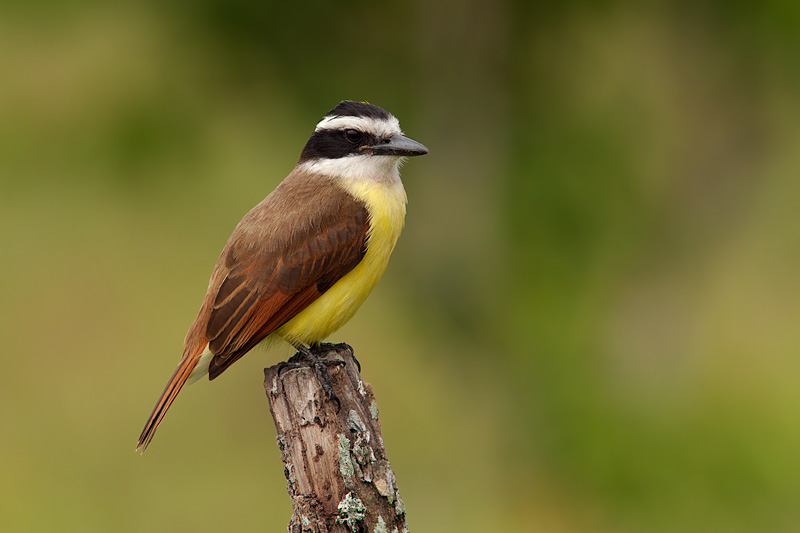 Great Kiskadee (pitangus sulphuratus)