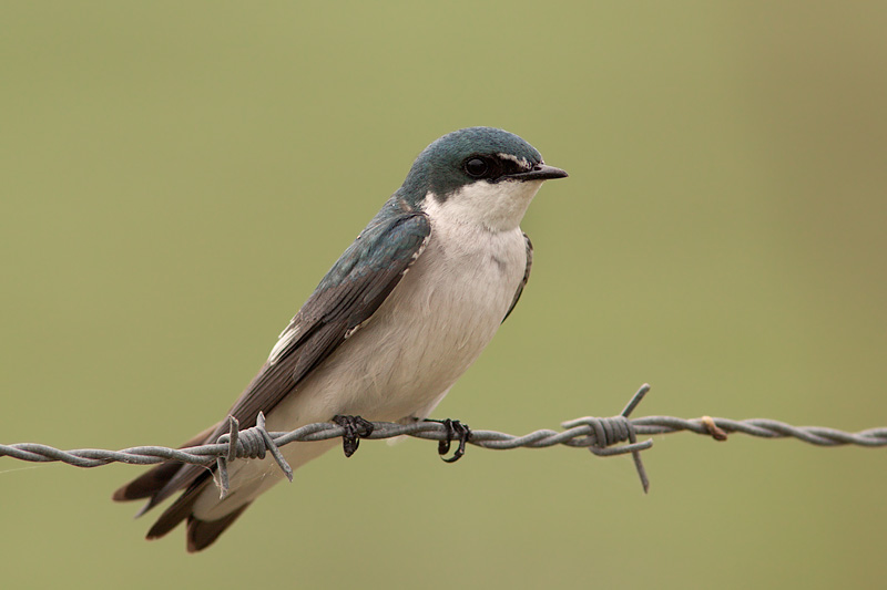 Mangrove Swallow (tachycineta albilinea)