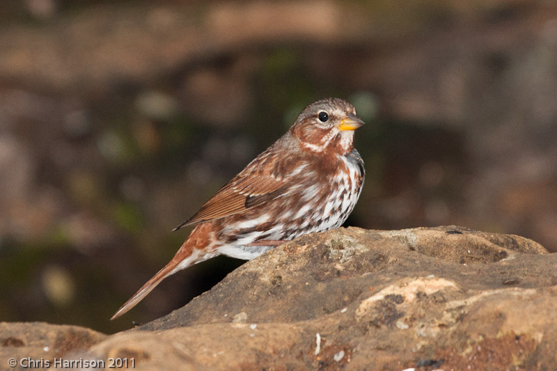 Fox Sparrow<br>Pedernales Falls State Park<br>Johnson City, TX