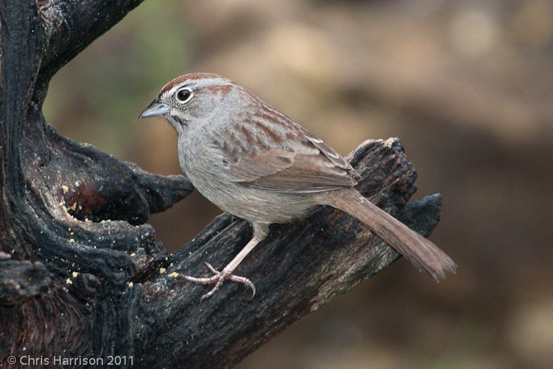 Rufous-crowned Sparrow<br>Pedernales Falls State Park<br>Johnson City, TX