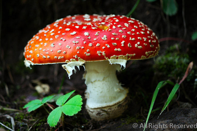 B-Open-Red Mushroom