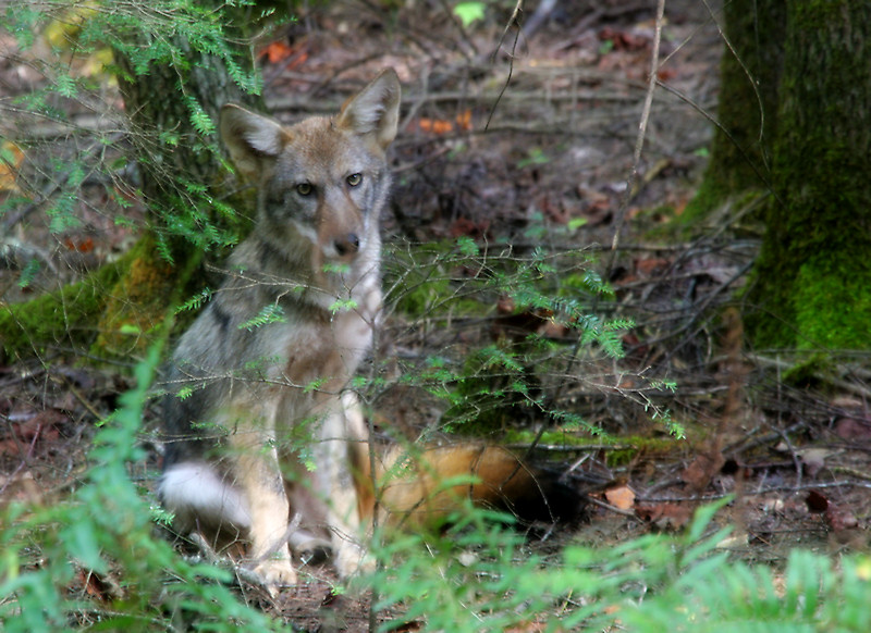 Coyote 
