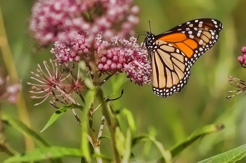 Monarch 