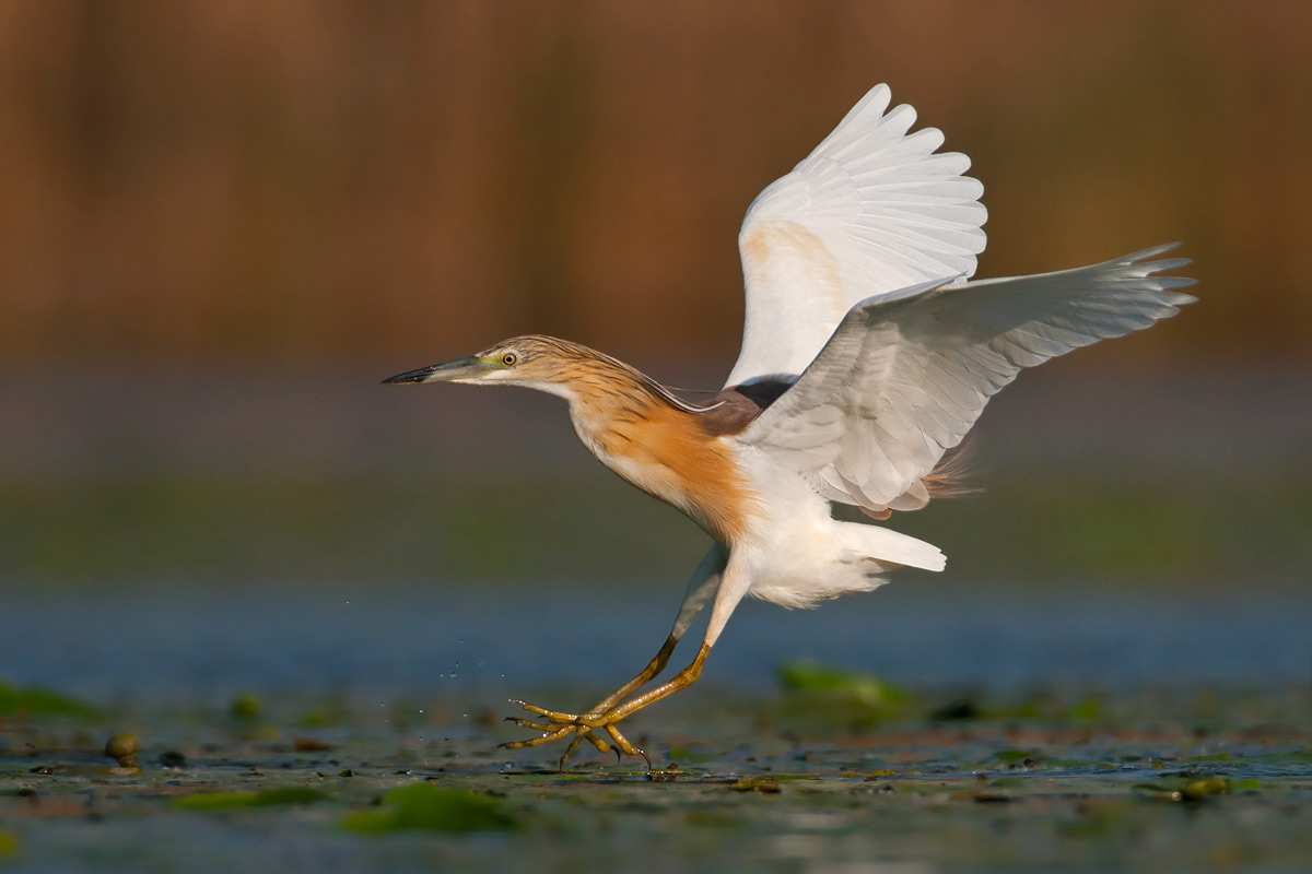 Ardeola ralloides <br> Squacco Heron <br> Rallenreiher