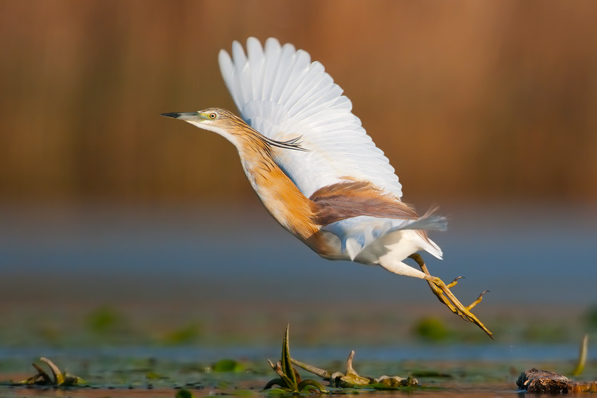 Ardeola ralloides <br> Squacco Heron <br> Rallenreiher