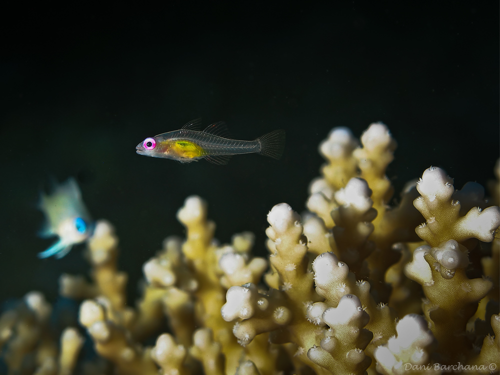 Redeye goby (Bryaninops natans)