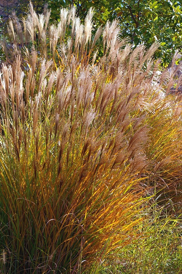 5330_big_grasses.JPG