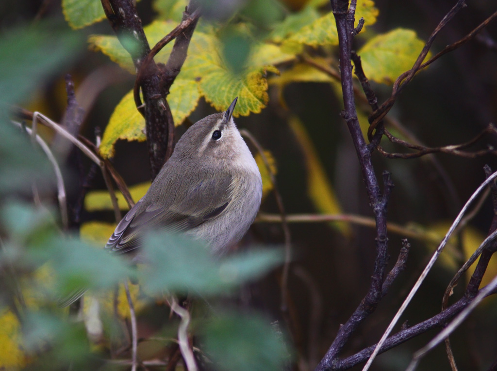 Sibirisk gransngare - Siberian Chiffchaff (Phylloscopus collybita tristis)