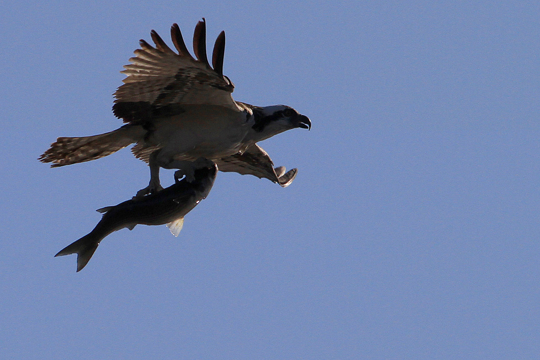 IMG_0964 copy.jpg